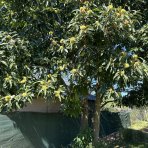 Gaštan jedlý (Castanea Sativa) ´MARAVAL´ - výška 120-150 cm, obvod kmeňa 4/6 cm, kont. C6L